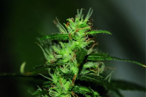 Original Afghani #1 Regular Cannabis Seeds by Seedsman
