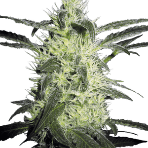 Silver Haze Regular Marijuana Seeds by Sensi Seeds