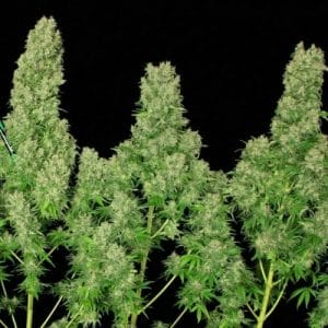 White Russian Feminised Cannabis Seeds by Serious Seeds