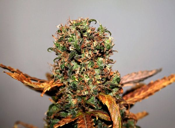 White Widow Regular Cannabis Seeds by Seedsman