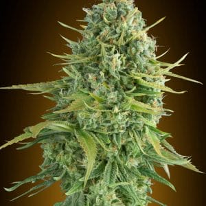 Do-Si-Dos Cookies Auto Feminised Cannabis Seeds by 00 Seeds