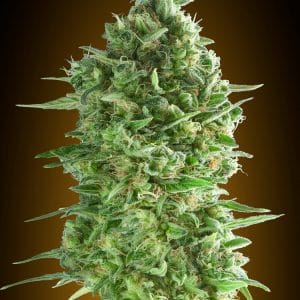 Do-Si-Dos Cookies Feminised Cannabis Seeds by 00 Seeds