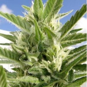 King Kong Autoflowering cannabis seeds