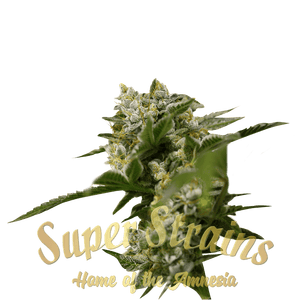 Ibiza farmer Cannabis Seeds by Super Strains