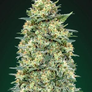 White Widow Auto Feminised Cannabis Seeds by 00 Seeds