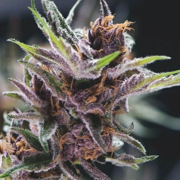 Black Cherry Punch Feminised cannabis plant in flower