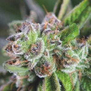 Watermelon Zkittles Feminised cannabis seeds by Pyramid Seeds