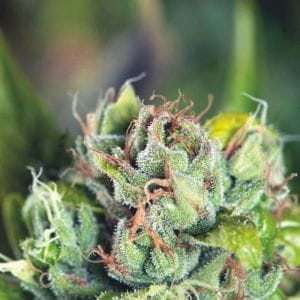 Tahoe Cure Feminised Cannabis Seeds by Pyramid Seeds