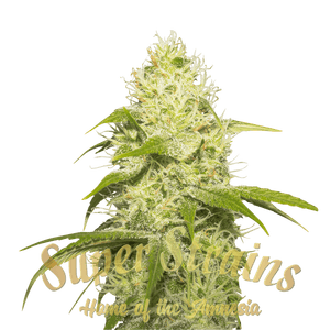 La Jefa Feminised cannabis seeds by Super Strains