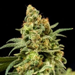 Peaches'n'Cheese feminised cannabis seeds by The House of the Great Gardener