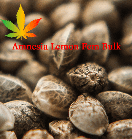 Amnesia Lemon Feminised Bulk Cannabis Seeds