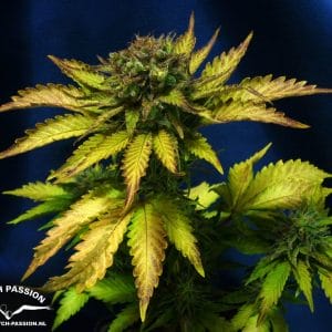 Blueberry Auto Feminised Cannabis Seeds by Dutch Passion