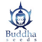 Buddha Seeds cannabis seed breeders