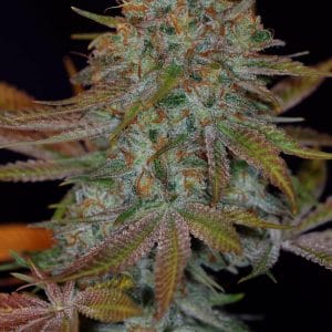 Dawggone Sour Regular Cannabis Seeds by Subcool Seeds/TGA Genetics