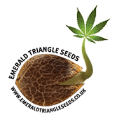 Emerald triangle cannabis seed breeders