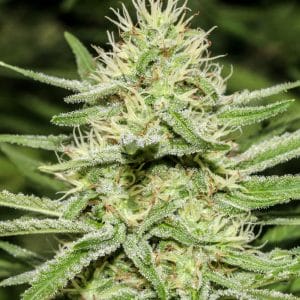 Enemy's Dream Feminised Cannabis Seeds by Super Strains