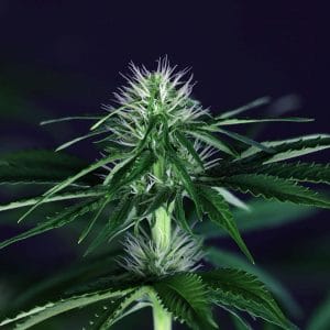 Doctor Seedsman CBD 30:1 Feminised Cannabis Seeds by Seedsman