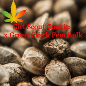 Girl Scout Cookies x Green Crack Bulk Feminised Cannabis Seeds