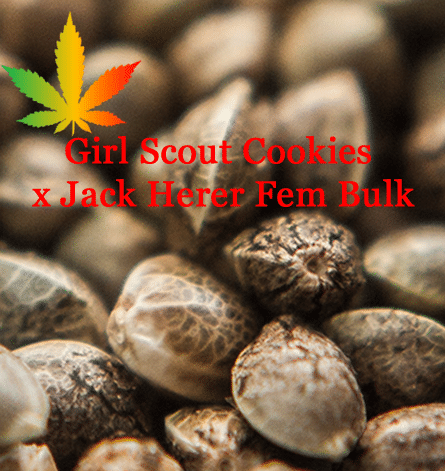 Girl Scout Cookies x Jack Herer Bulk Feminised Cannabis Seeds