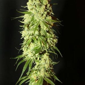 Cannatonic Feminised Medicinal Cannabis Seeds