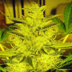Caramella Auto Feminised Cannabis Seeds by Expert Seeds