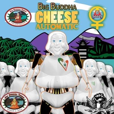 Big Buddha Cheese Auto Feminised Cannabis Seeds by Big Buddha Seeds