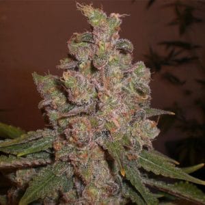 Cheese Feminised Cannabis Seeds by Expert Seeds