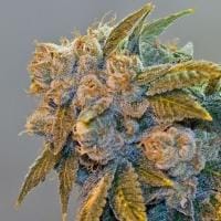 Chem Fire Regular Cannabis Seeds by BC Bud Depot