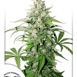 Cinderella Jack Auto Feminised Cannabis Seeds by Dutch Passion