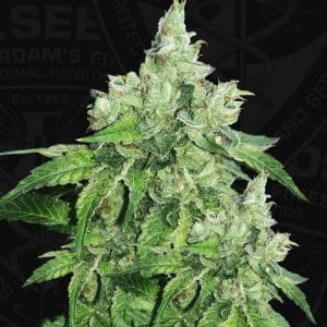 Citron Givré (Birthday Cake Selected) Feminised Cannabis Seeds by T.H. Seeds