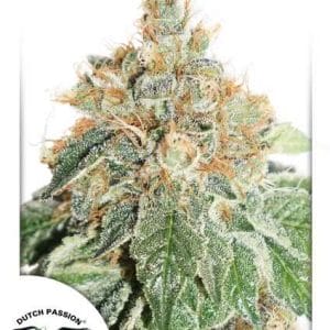 Colorado Cookies Auto Feminised Cannabis Seeds by Dutch Passion