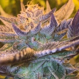 Girl Scout Cookies Auto Feminised Cannabis Seeds by Garden Of Green