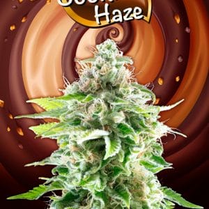 Cookies Haze Feminised Cannabis Seeds by Kannabia Seeds