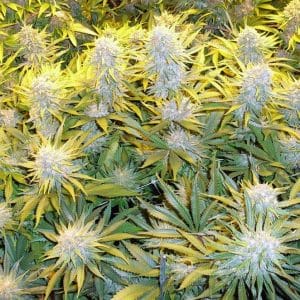 Critical Mass CBD Feminised Cannabis Seeds by Phoenix Seeds