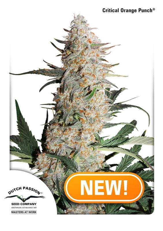 Critical Orange Punch Feminised Cannabis Seeds by Dutch Passion