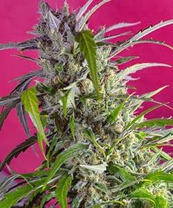Crystal Candy Auto Feminised Cannabis Seeds by Sweet Seeds