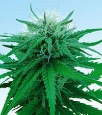 Ruderalis Indica Regular Cannabis Seeds by Sensi Seeds