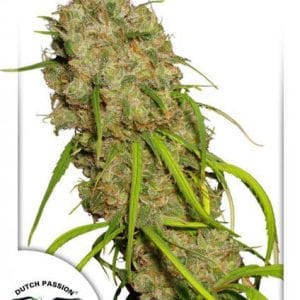 Desfran Feminised Cannabis Seeds by Dutch Passion