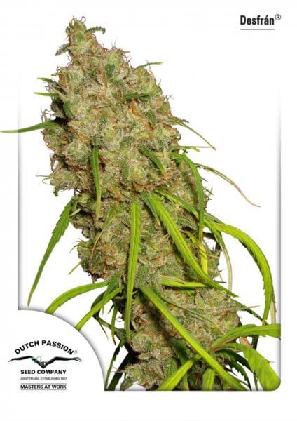 Desfran Feminised Cannabis Seeds by Dutch Passion