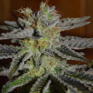Double Black Feminised Cannabis Seeds by G13 Labs