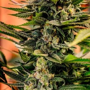 Dr. Who Regular Cannabis Seeds by Homegrown Natural Wonders