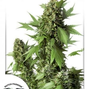 Duck Auto Feminised Cannabis Seeds by Dutch Passion