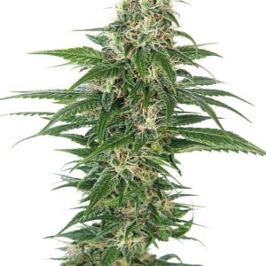 Early Skunk Auto Feminised Cannabis Seeds by Sensi Seeds