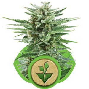 Easy Bud Auto Feminised Cannabis Seeds by Royal Queen Seeds