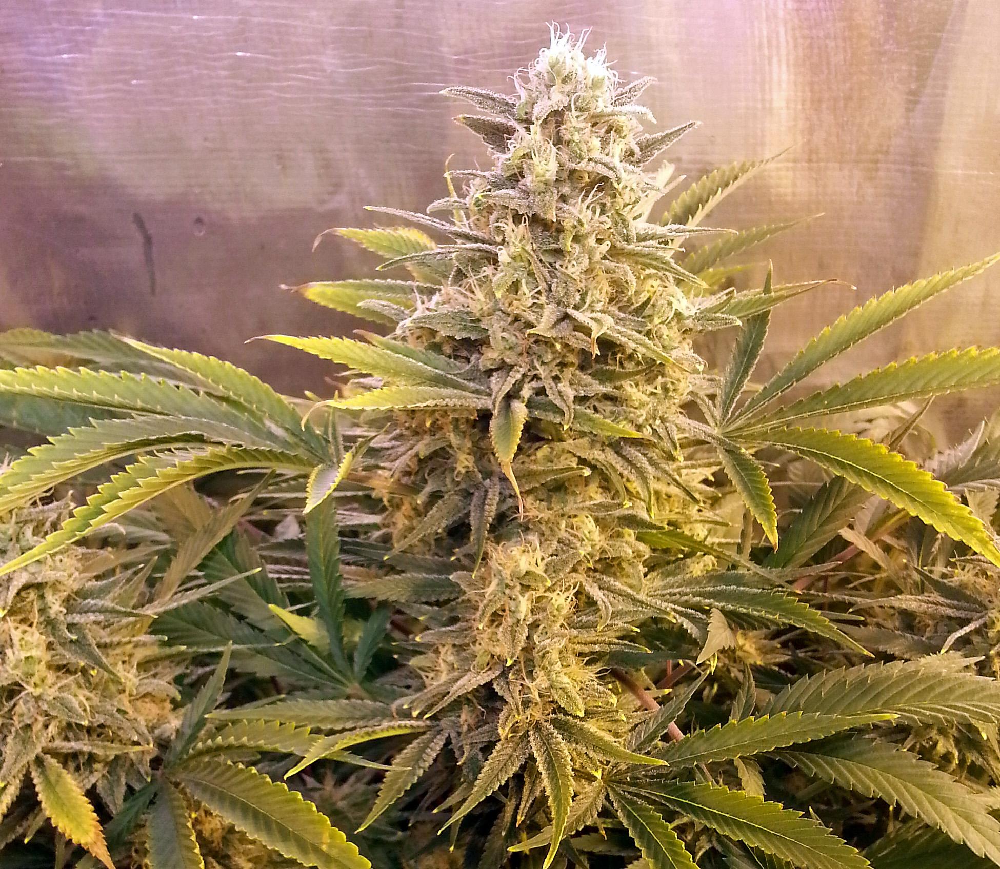 Firefly Regular Seeds | Mosca Seeds | Cannabis Seeds