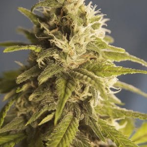 Ghani AF Feminised Cannabis Seeds by House of the Great Gardener