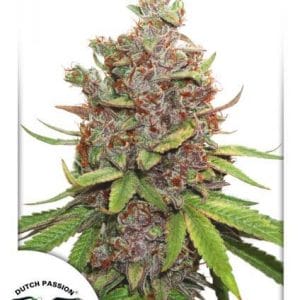 Glueberry O.G. Auto Feminised Cannabis Seeds by Dutch Passion