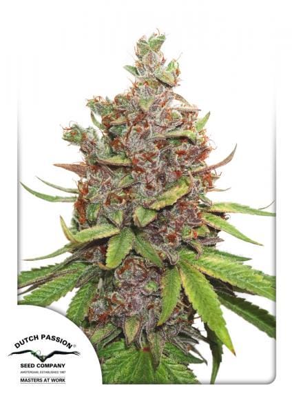Glueberry O.G. Auto Feminised Cannabis Seeds by Dutch Passion