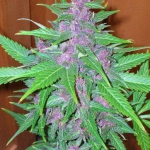 Good Shit Auto Feminised Cannabis Seeds by Phoenix Seeds