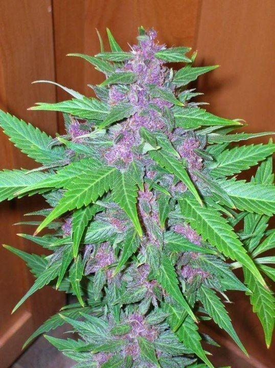 Good Shit Auto Feminised Cannabis Seeds by Phoenix Seeds